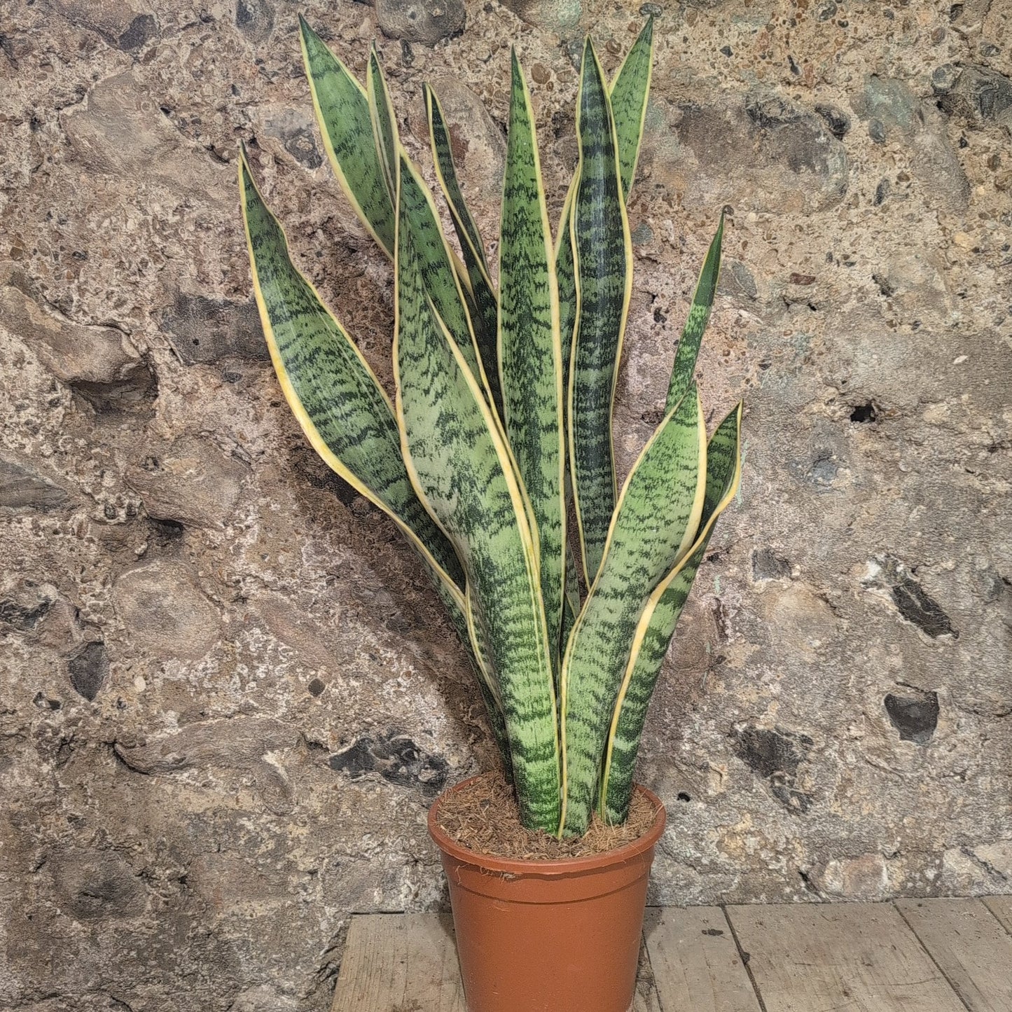 Sansevieria trifasciata 'Laurentii' (Snake plant/ Mother in laws tongue)
