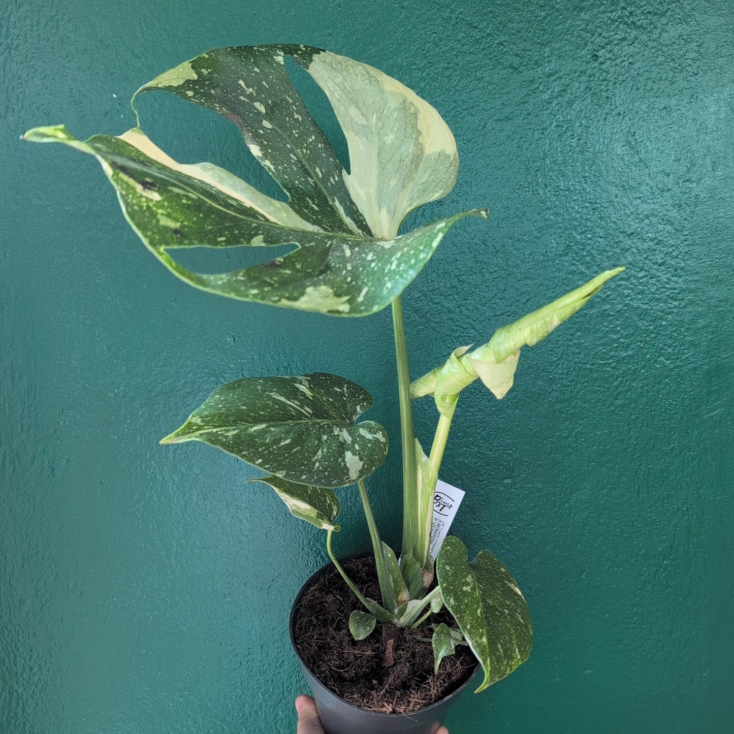 Monstera deliciosa 'Thai Constellation' (Variegated Cheese Plant)