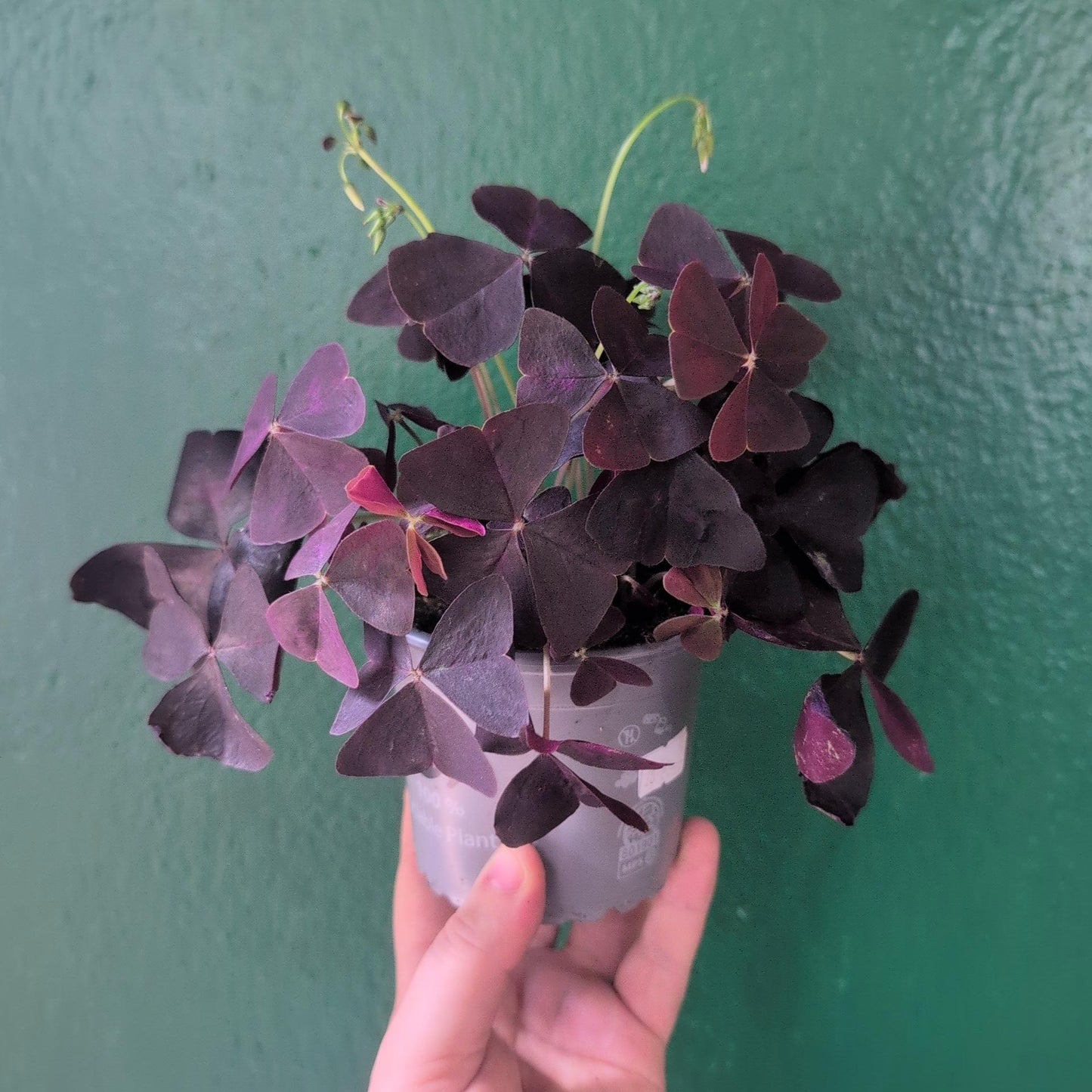 Oxalis triangularis (False Shamrock / purple plant)