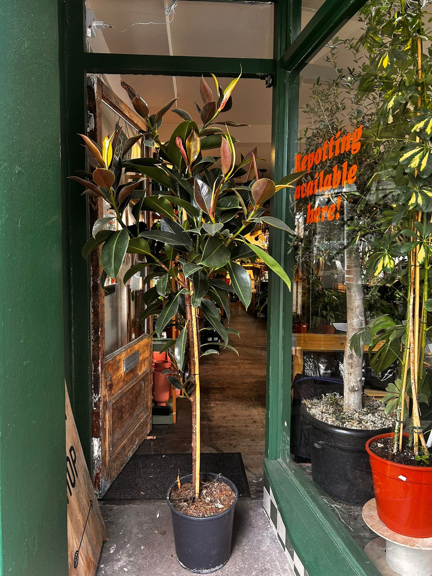 Ficus elastica (Rubber Plant) -6 varieties available