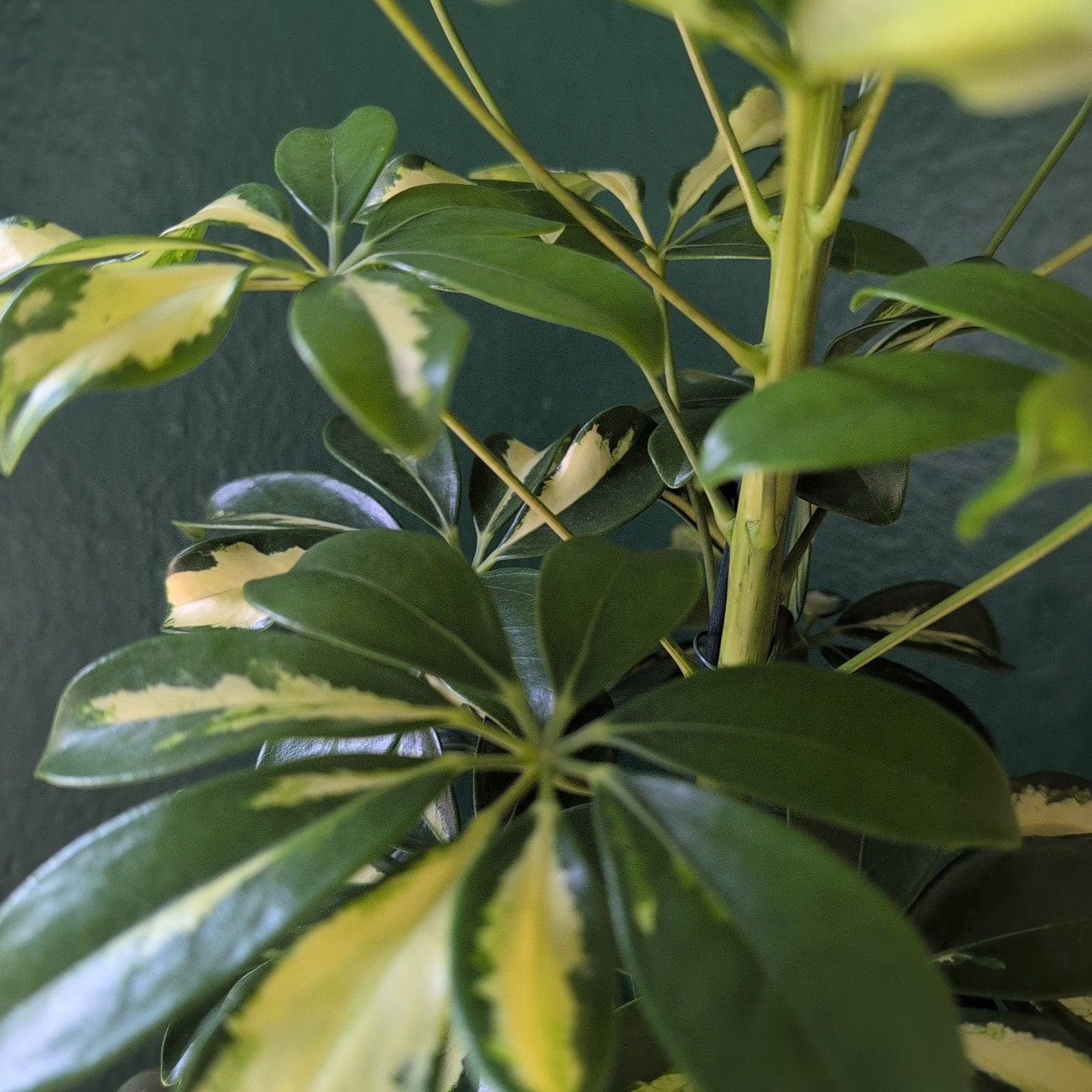 Schefflera arboricola 'Gerda' (Umbrella Plant)