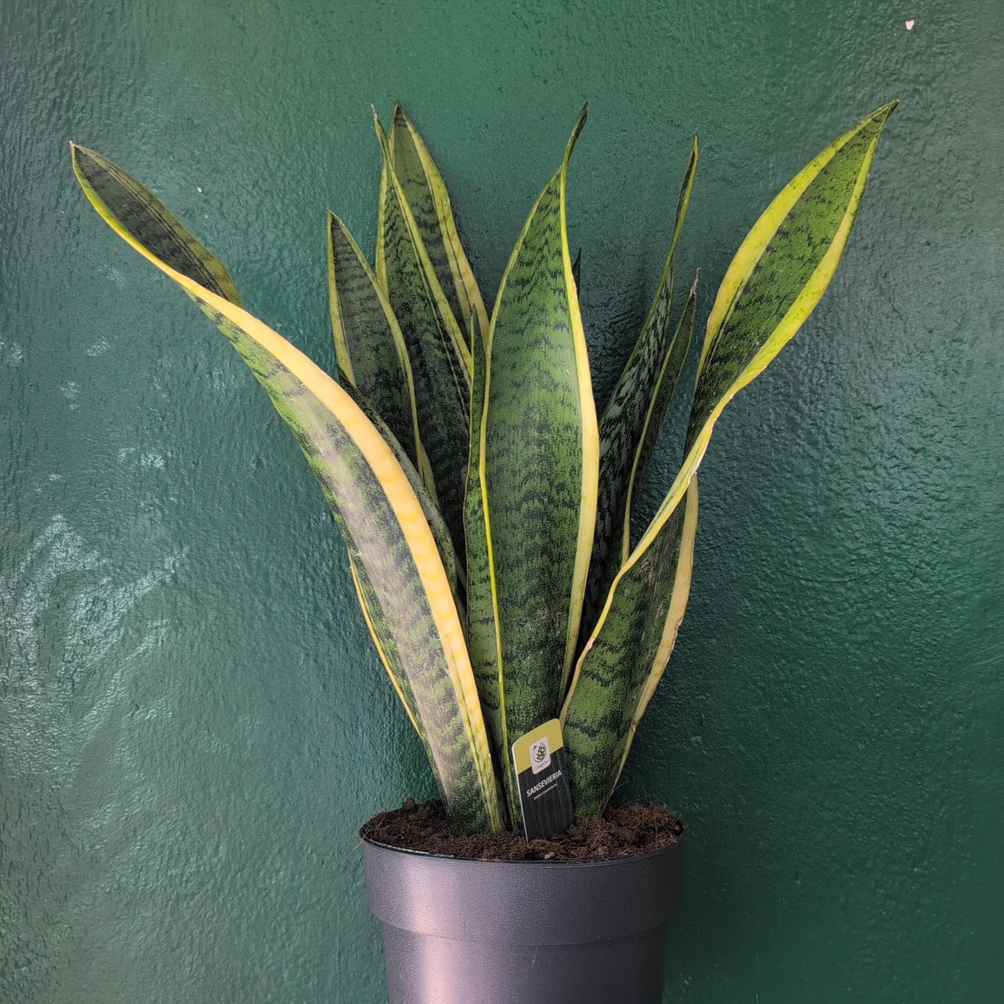 Sansevieria trifasciata 'Laurentii' (Snake plant/ Mother in laws tongue)