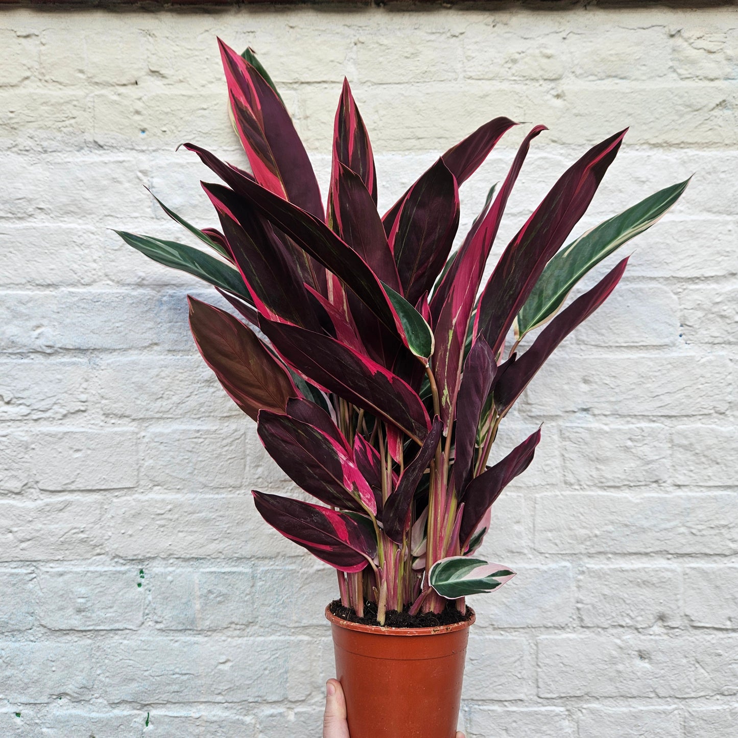 Stromanthe sanguinea 'Triostar'