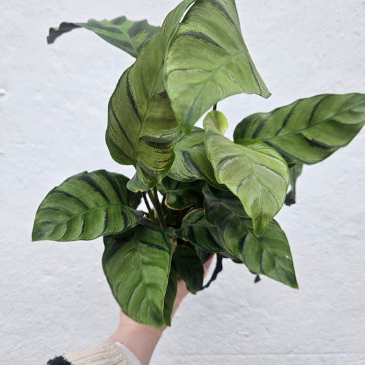 Goeppertia lietzei 'Greenstar' syn. Calathea lietzei (Prayer plant)