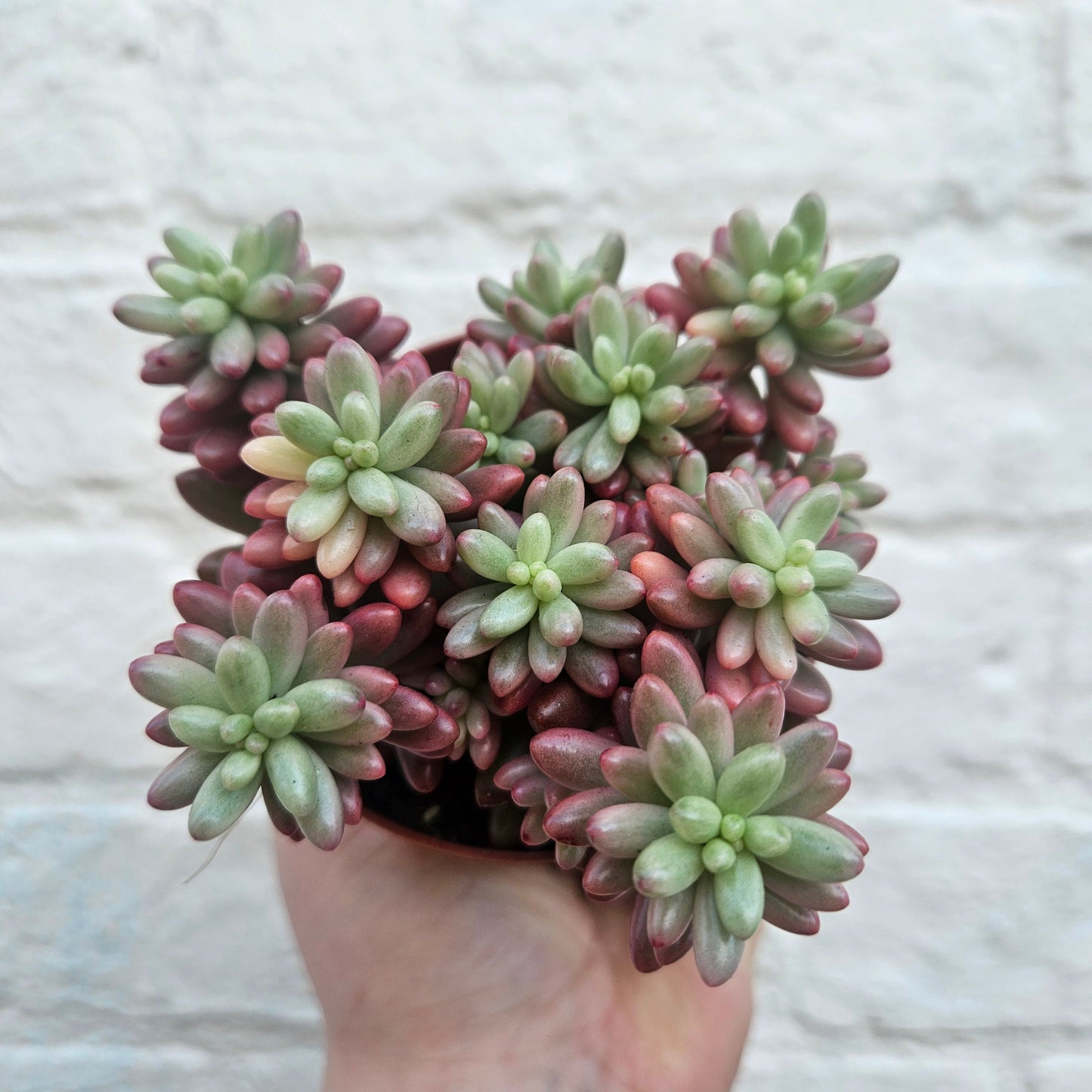 Sedum rubrotinctum rosea 'Aurora' (Pink Jelly Beans)