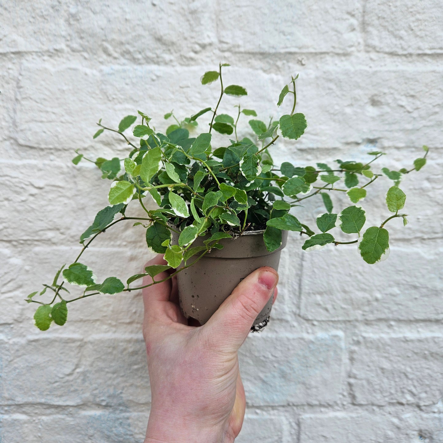 Ficus pumila 'White Sunny' (Creeping Fig)