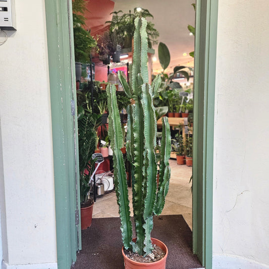 Euphorbia erytrea (Candelabara Cactus)