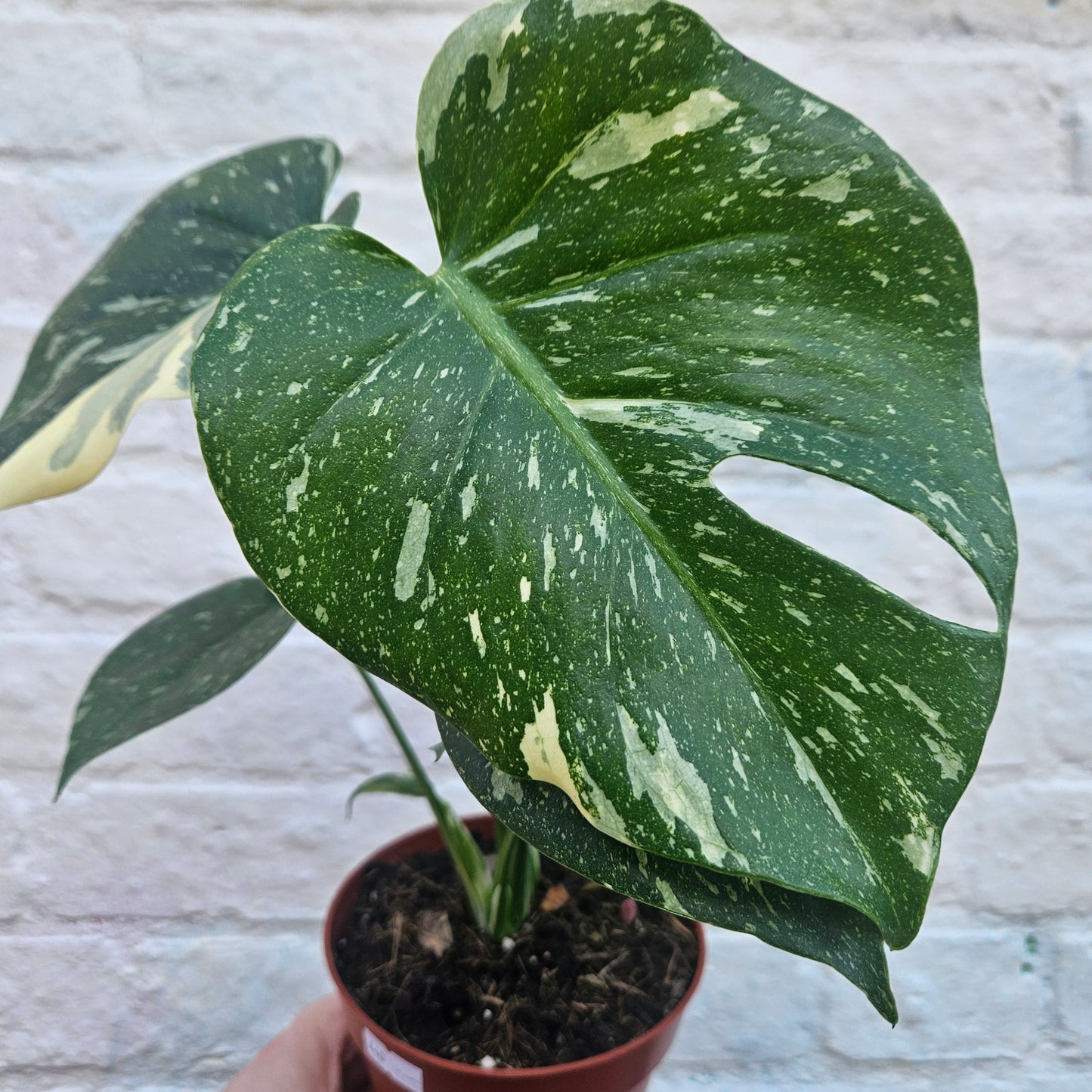 Monstera deliciosa 'Thai Constellation' (Variegated Cheese Plant)