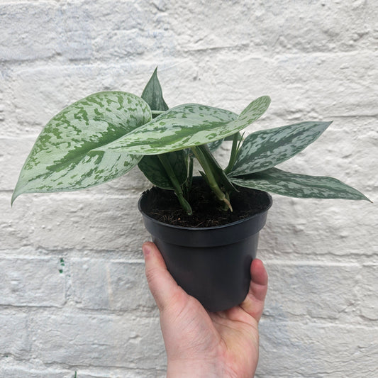 Scindapsus pictus 'Trebie' (Silver Vine Pothos)