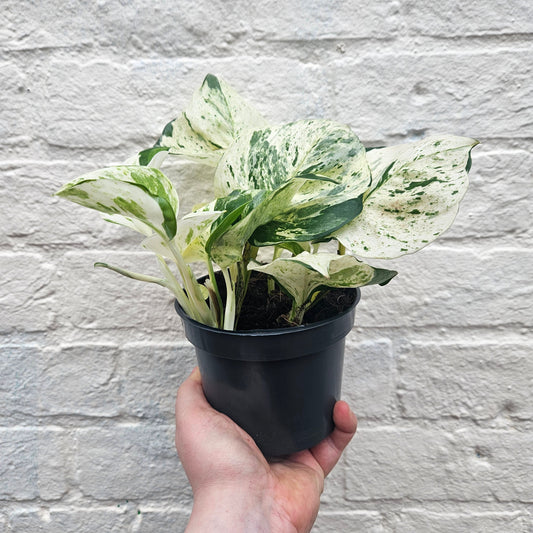 Epipremnum pinnatum 'Happy Leaf' (Manjula Pothos/ Devils Ivy)