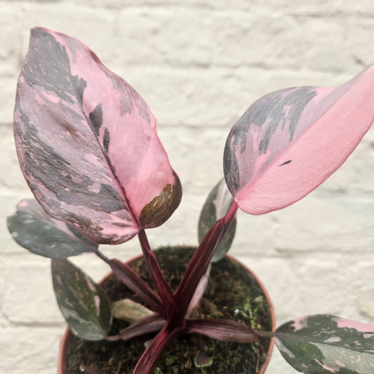 Philodendron Erubescens 'Pink Princess'