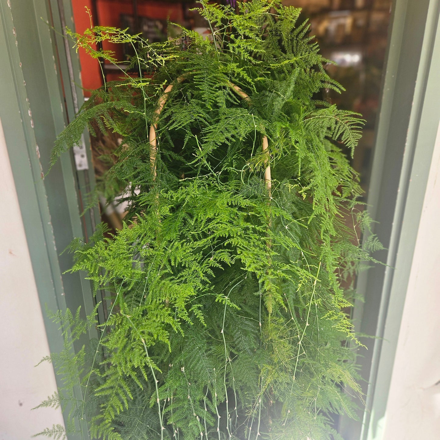 Asparagus setaceus (Asparagus fern)