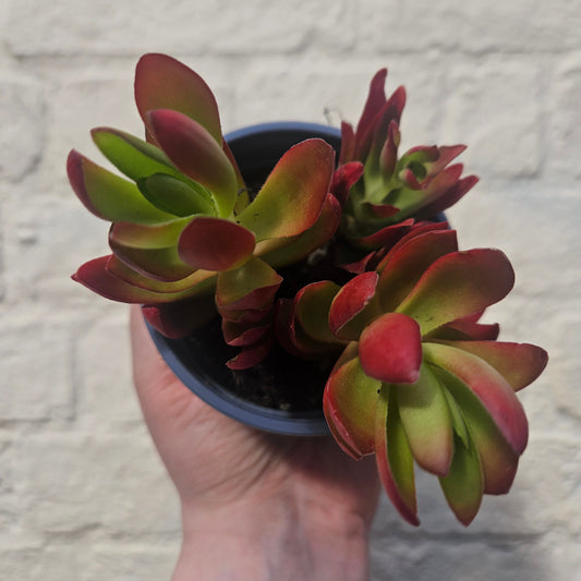 Crassula capitella varieties