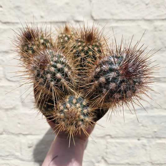 Xique xique gounellei syn. Pilosocereus gounellei (Chique- Chique cactus)