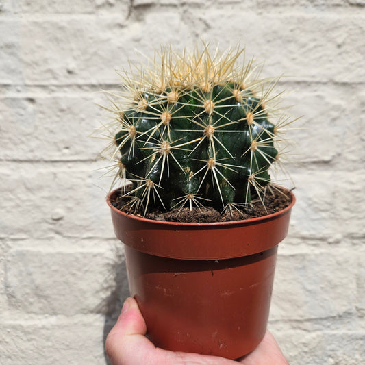 Echinocactus grusonii 'Golden Barrel Cactus'