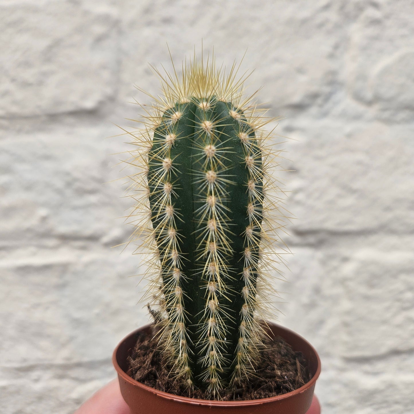 Pilosocereus pachycladus (Blue Columnar Cactus)