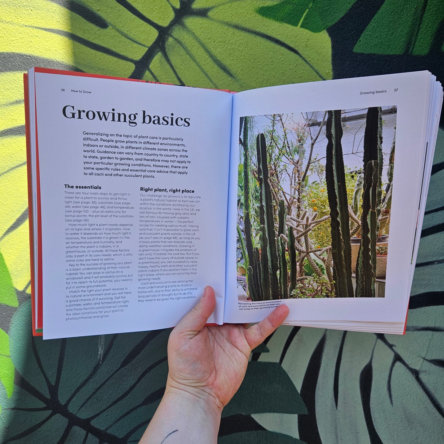 Signed copies of Cacti and Succulents by Sarah Gerrard-Jones (The Plant Rescuer)