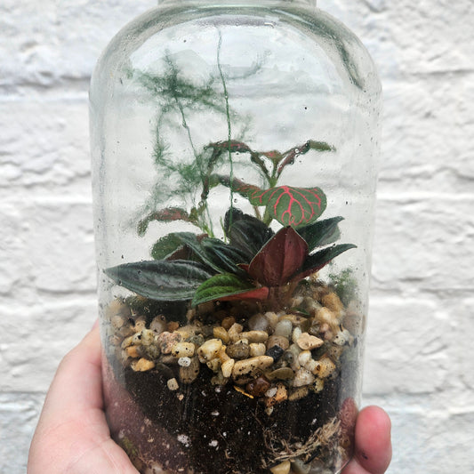 Small Closed Terrarium