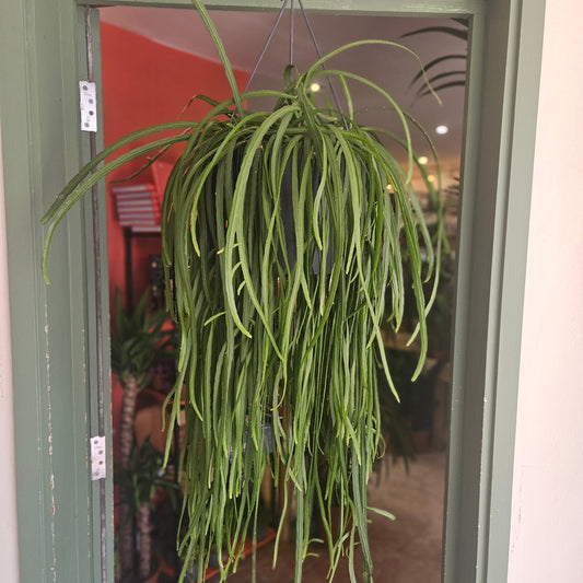 Lepismium bolivianum (Jungle cactus)