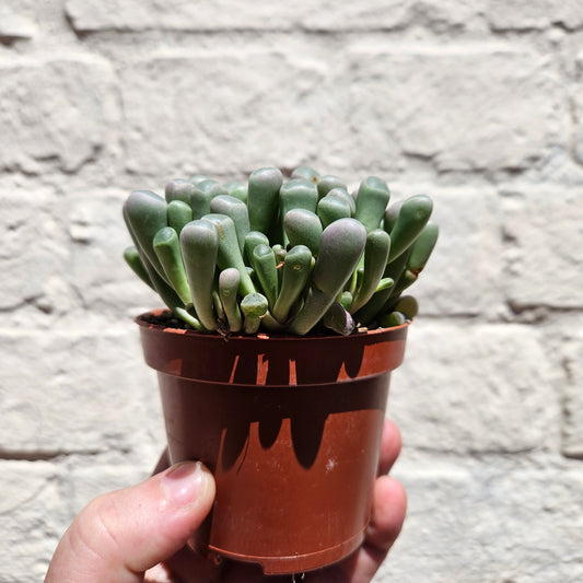 Fenestraria rhopalophylla subsp. aurantiaca 'Baby toes'