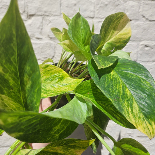 Epipremnum aureum 'Hi-Colour' (Pothos/Devils Ivy)