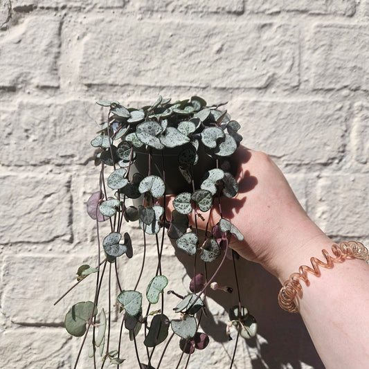 Ceropegia woodii 'Silver Glory' (String of Hearts)