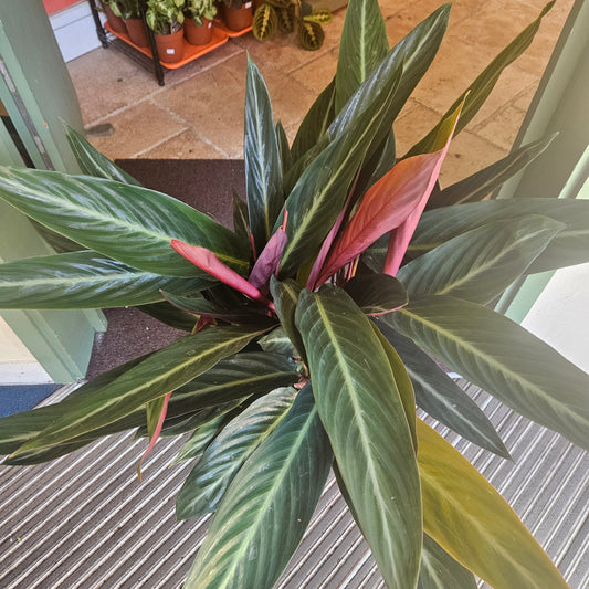Stromanthe sanguinea 'Stripestar' (Calathea stripestar)