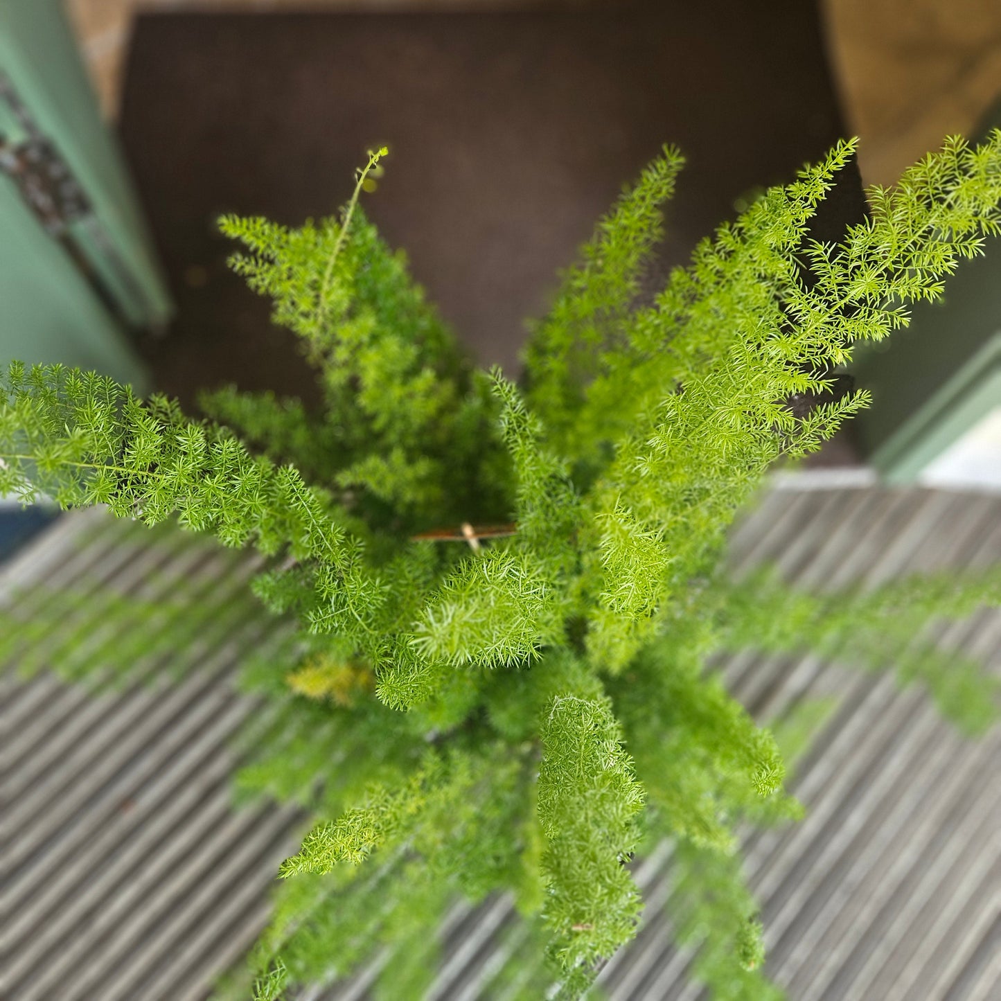 Asparagus densiflorus ‘Myersii’ (Foxtail Fern)