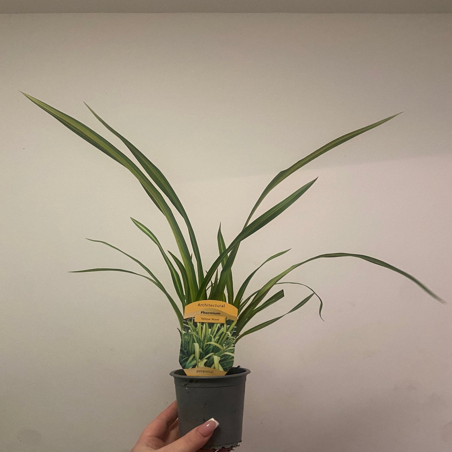 Phormium 'Yellow Wave' 9cm / 5L