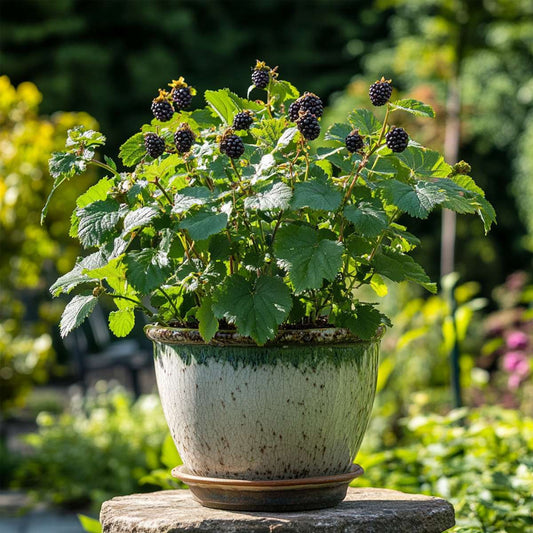 Blackberry plant - 4 pcs. - Rubus fruticosus 'Thornfree' - H50-60cm - ⌀15cm