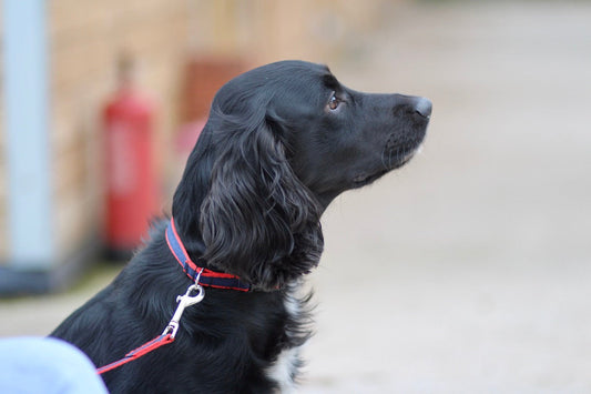 Plastic Buckle Quick Release Webbing Dog Collar