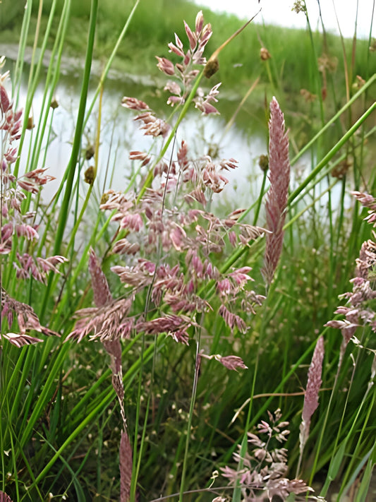 Glyceria maxima
