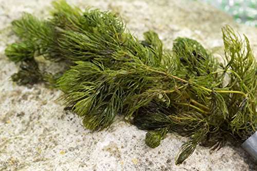 Ceratophyllum (Hornwort) - 1 - 50 Bunches / Oxygenating Pond Water Plants - Weighted - OX003