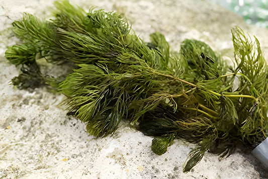 Ceratophyllum (Hornwort) - 1 - 50 Bunches / Oxygenating Pond Water Plants - Weighted - OX003