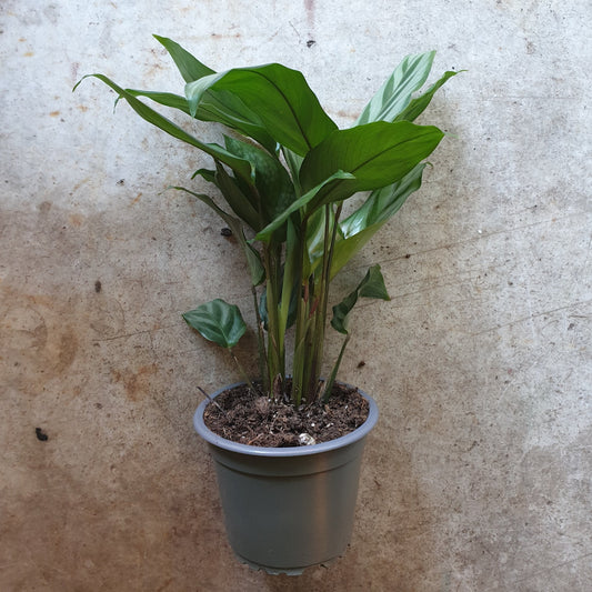 Goeppertia concinna syn. Calathea leopadina 'Freddie' (Prayer Plant)