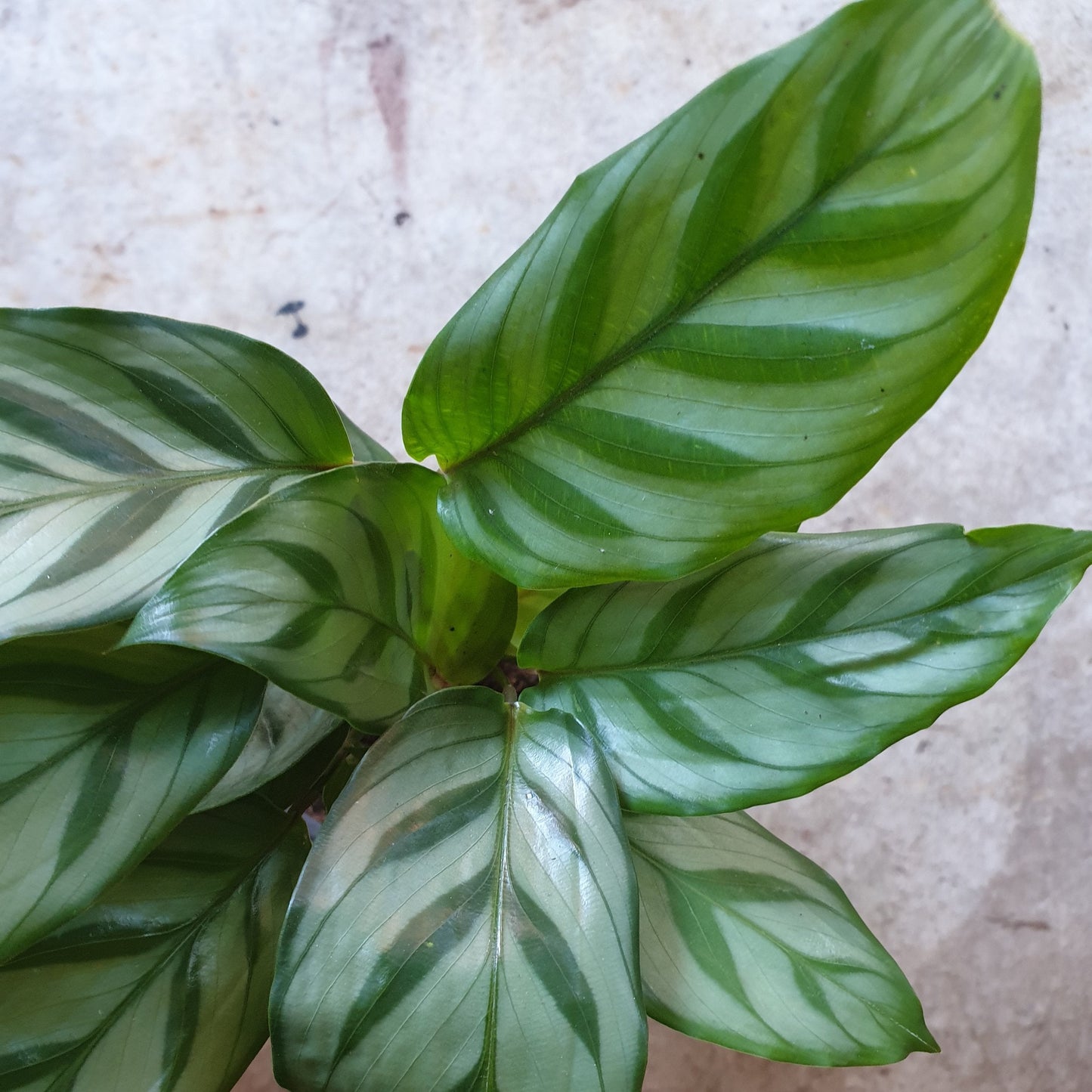 Goeppertia concinna syn. Calathea leopadina 'Freddie' (Prayer Plant)
