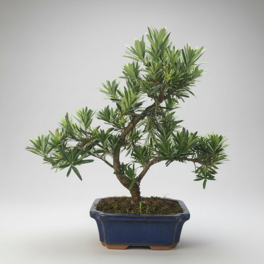 Buddhist Pine (Podocarpus Micro) Bonsai Tree | Shaped | In 20cm Pot