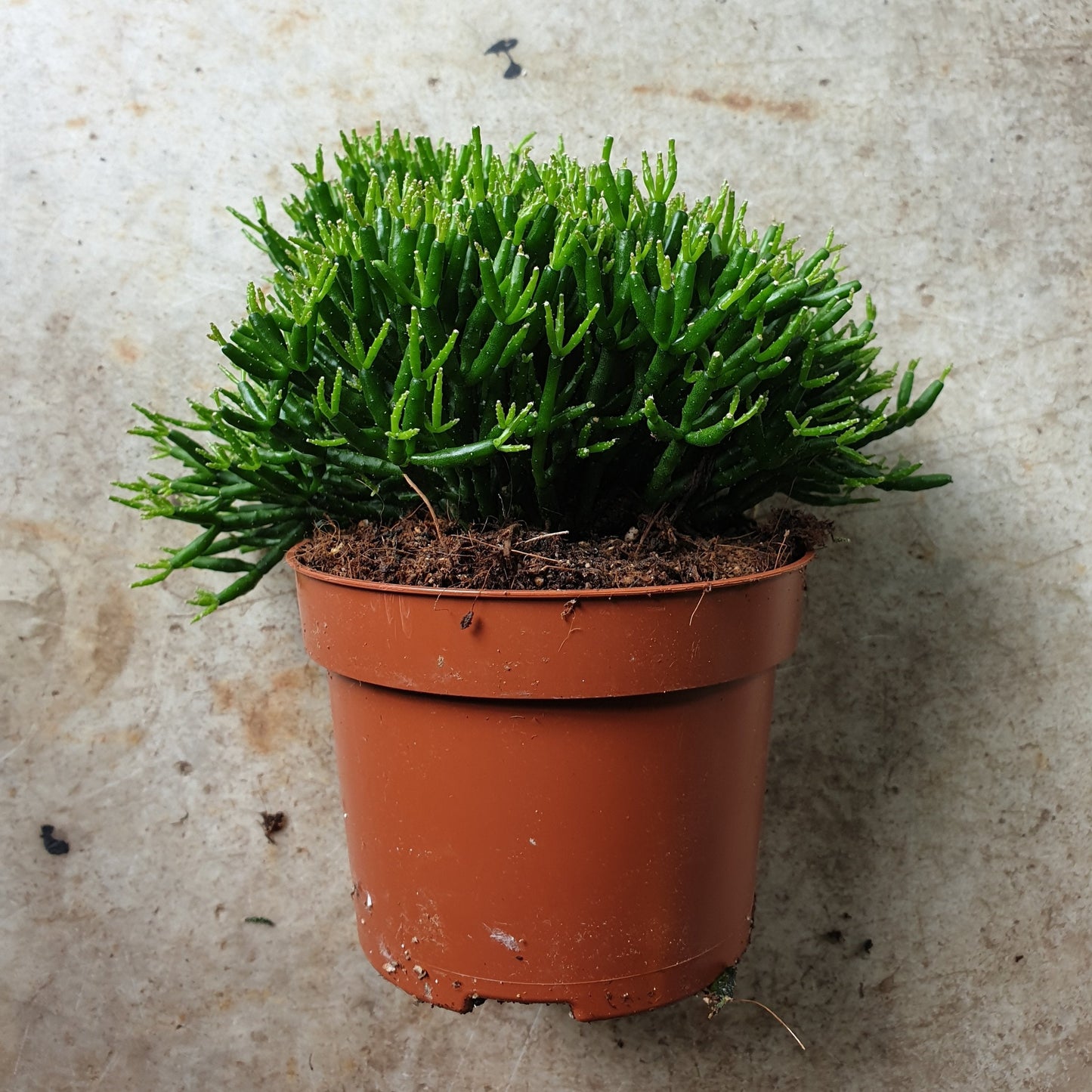 Rhipsalis burchellii (Coral Cacti)