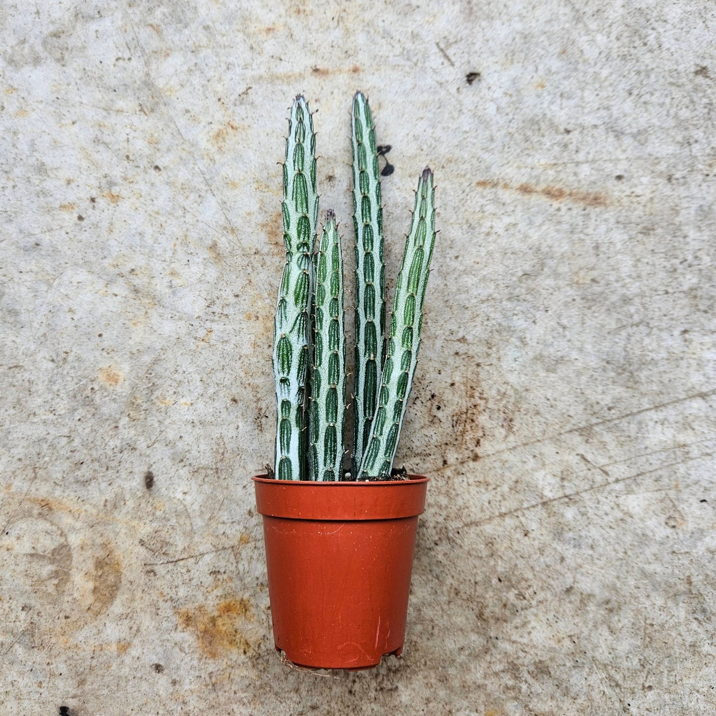 Senecio stapeliiformis (Candlestick Plant)