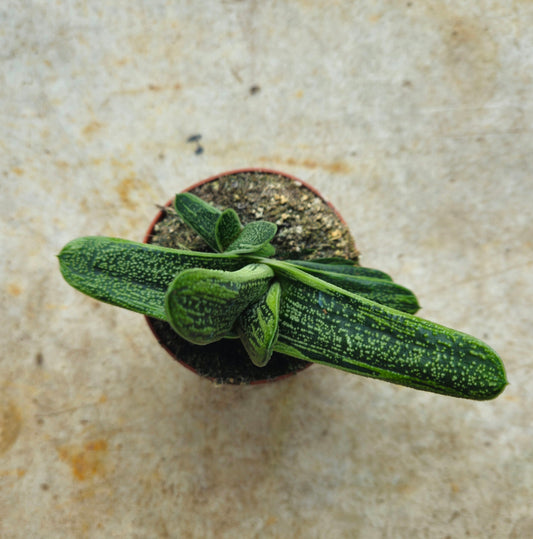Gasteria 'Little Warty' (Ox Tongue)