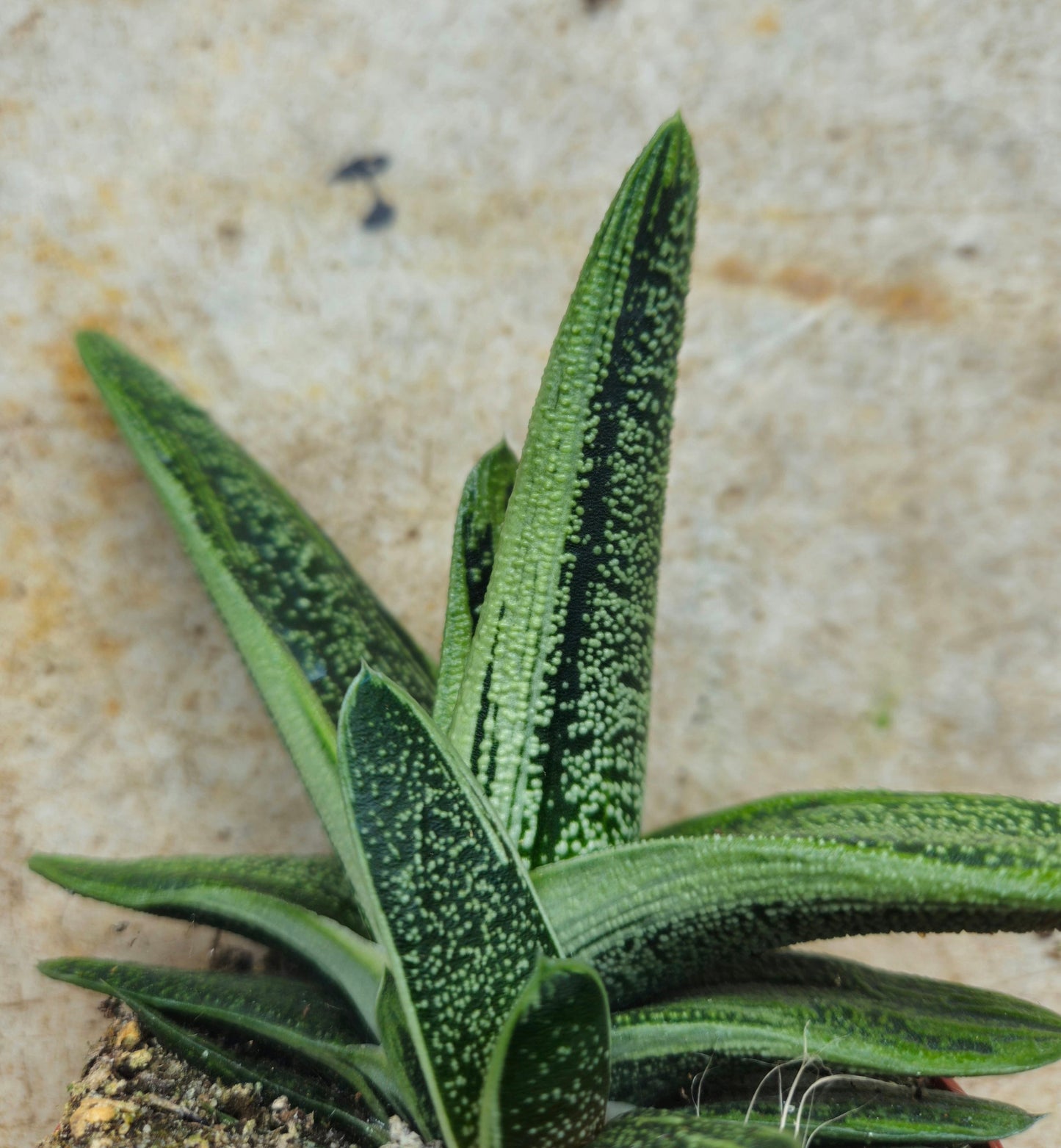 Gasteria 'Little Warty' (Ox Tongue)