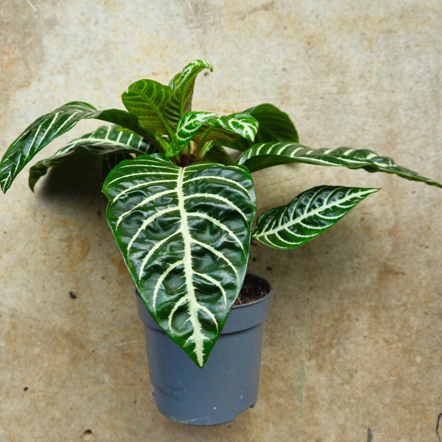 Aphelandra squarrosa 'Botanica' (Zebra plant)