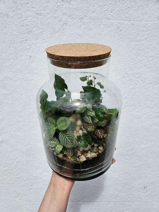 Large Closed Glass Terrarium