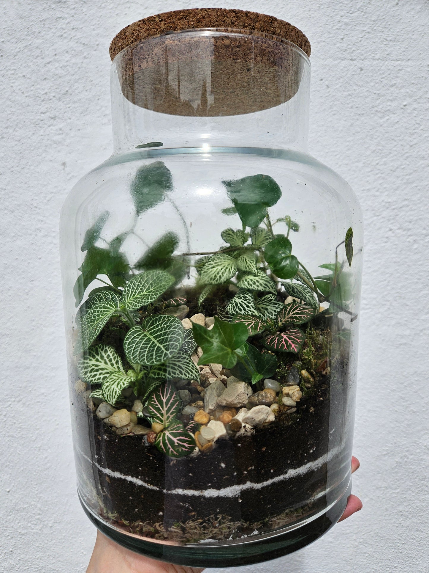 Large Closed Glass Terrarium