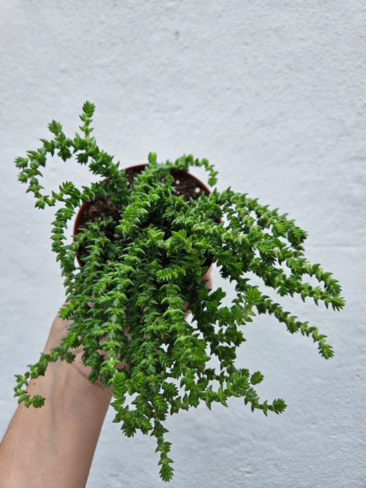 Crassula muscosa (Rattail Crassula)