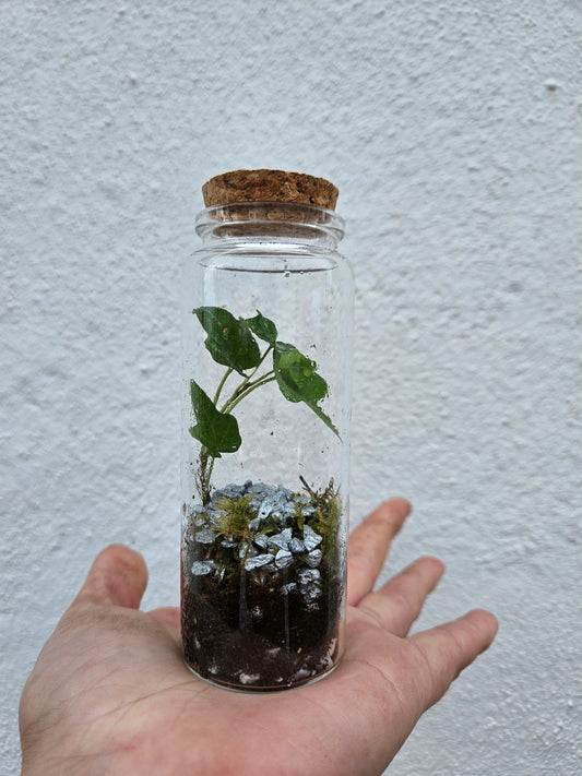 Mini Closed Terrarium