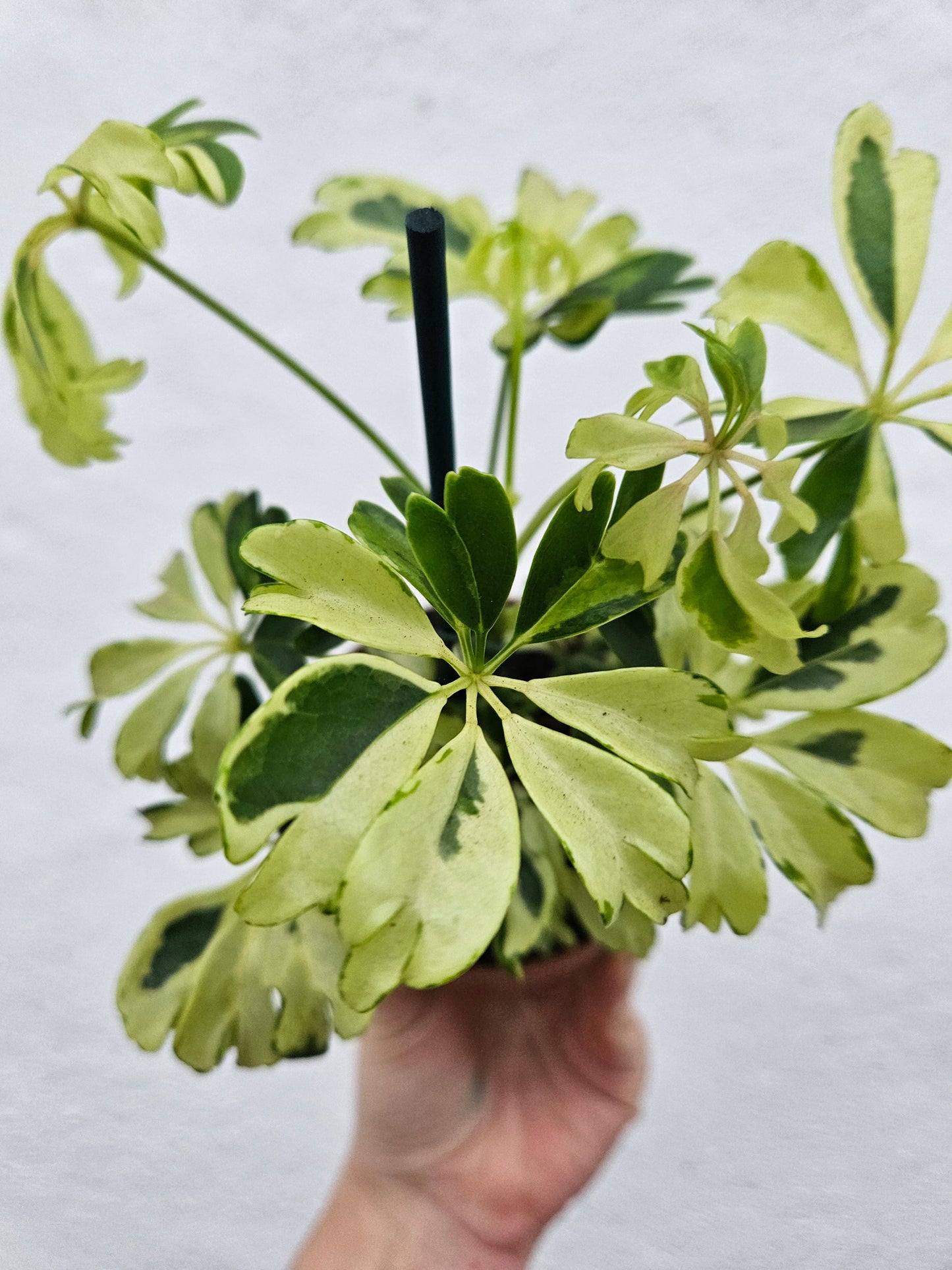 Schefflera arboricola 'Janine' (Umbrella plant)