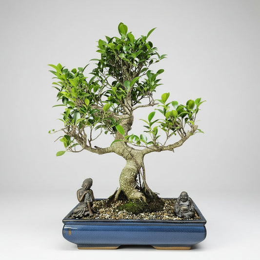 Ficus Microcarpa (Banyan Fig) Large Indoor Bonsai Tree | Shaped | In 40cm Pot