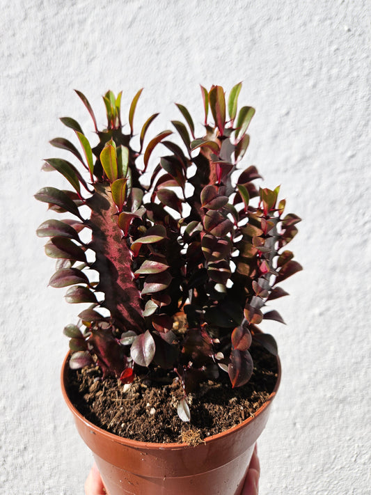 Euphorbia trigona 'Rubra' (African Milk Tree)