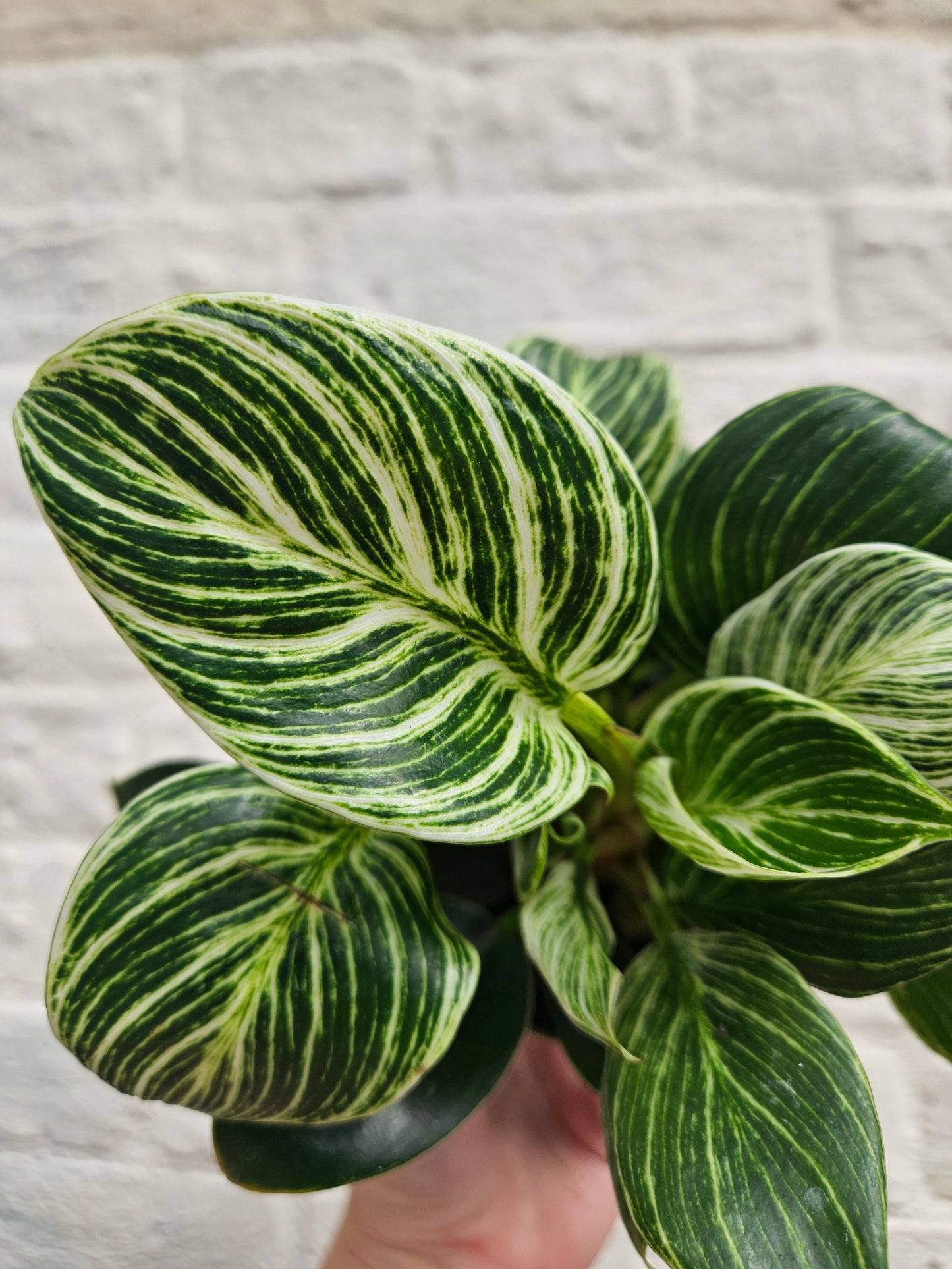 Philodendron birkin 'White veins'